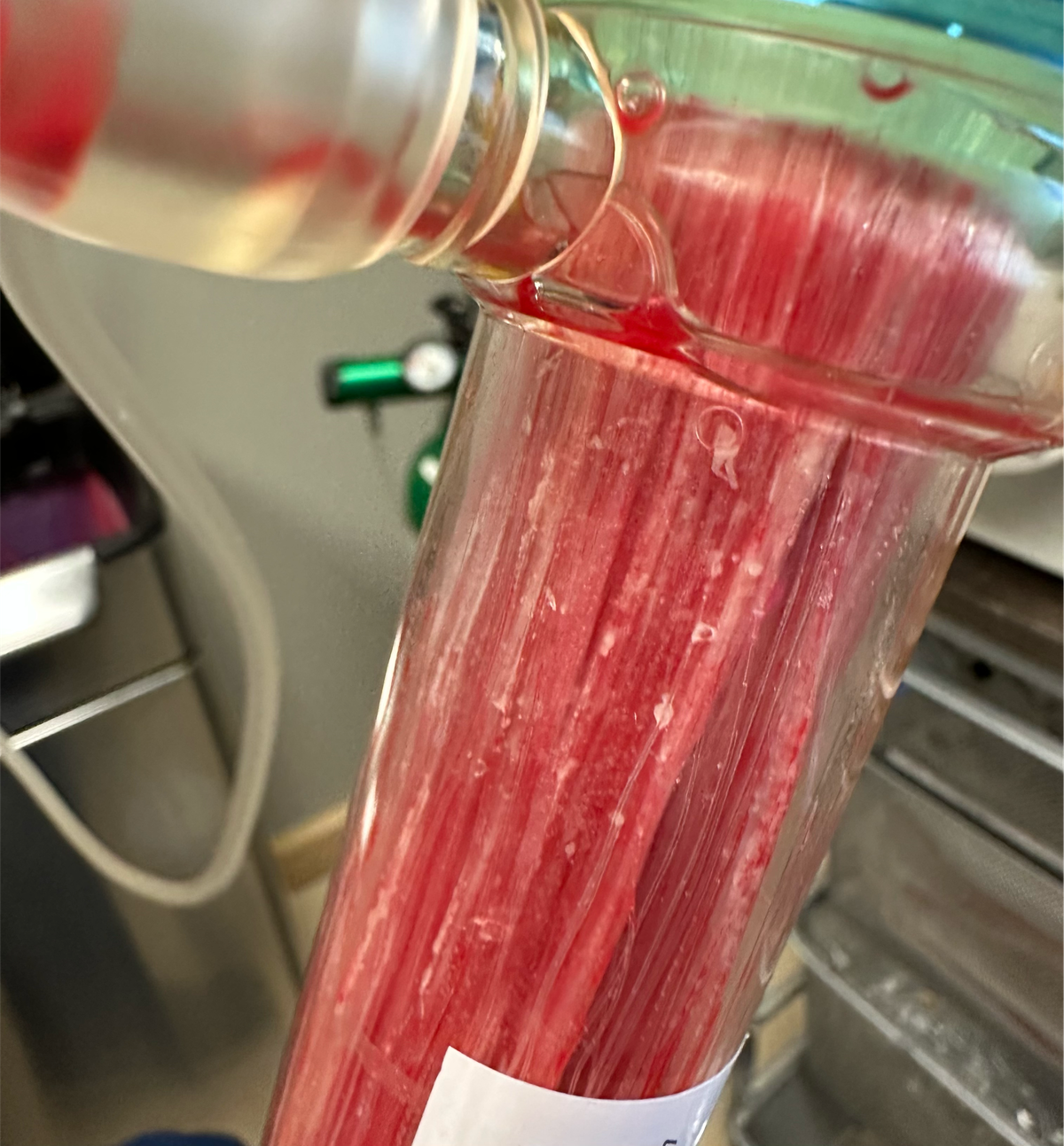 White material found after EBOO blood filtration, possibly mold.
